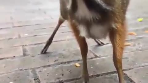 Deer Mouse