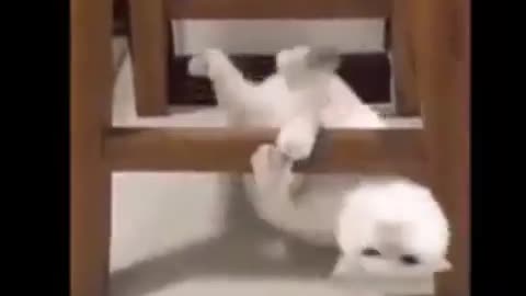 Cat and Dog funny video | Footage No Copyright | Funny animals