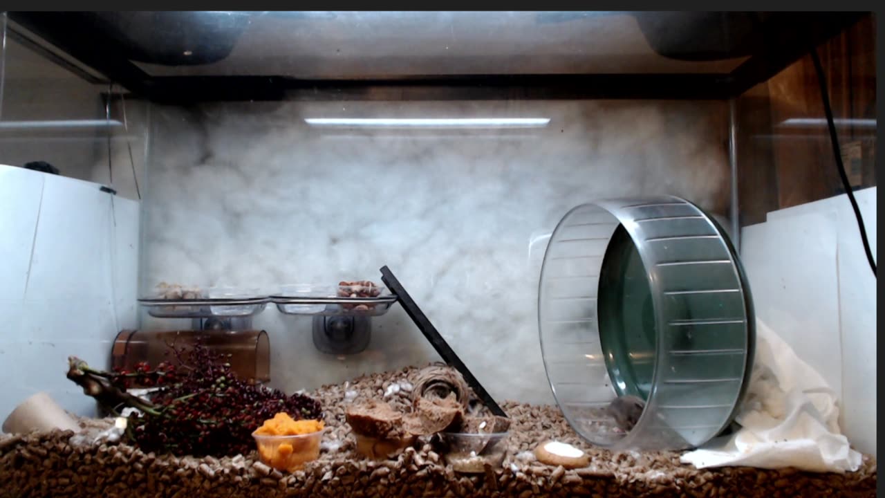 High Velocity Mice (Peromyscus teleportatis) and Shadow radio episodes