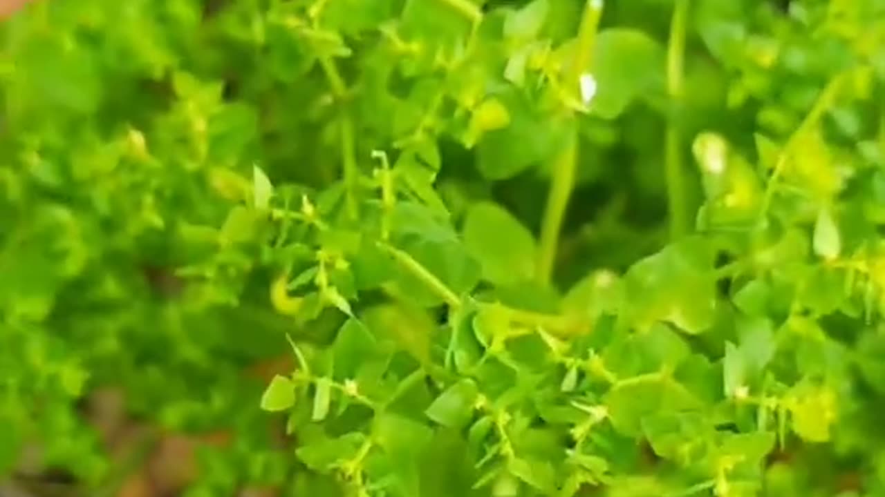 Radium weed
