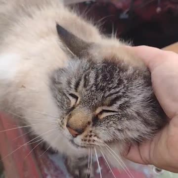 Watch me pet this barn cat (Shorts) #shorts