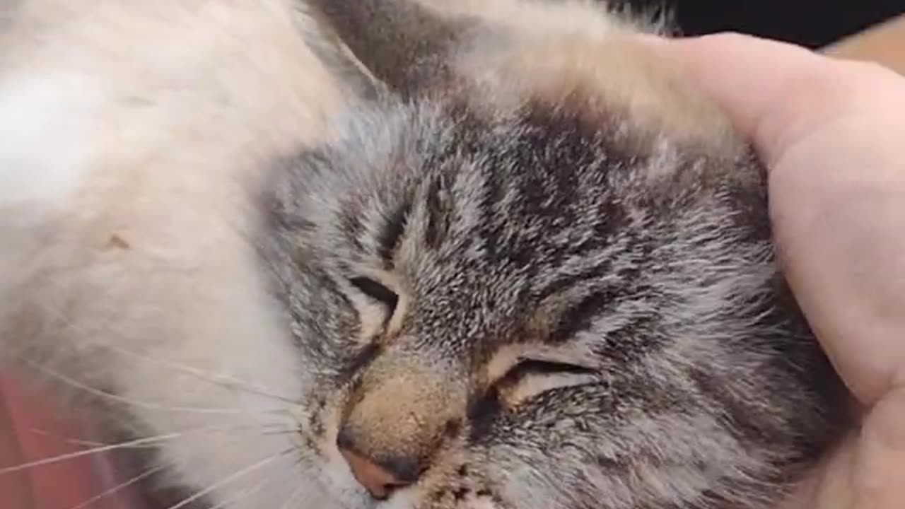 Watch me pet this barn cat (Shorts) #shorts