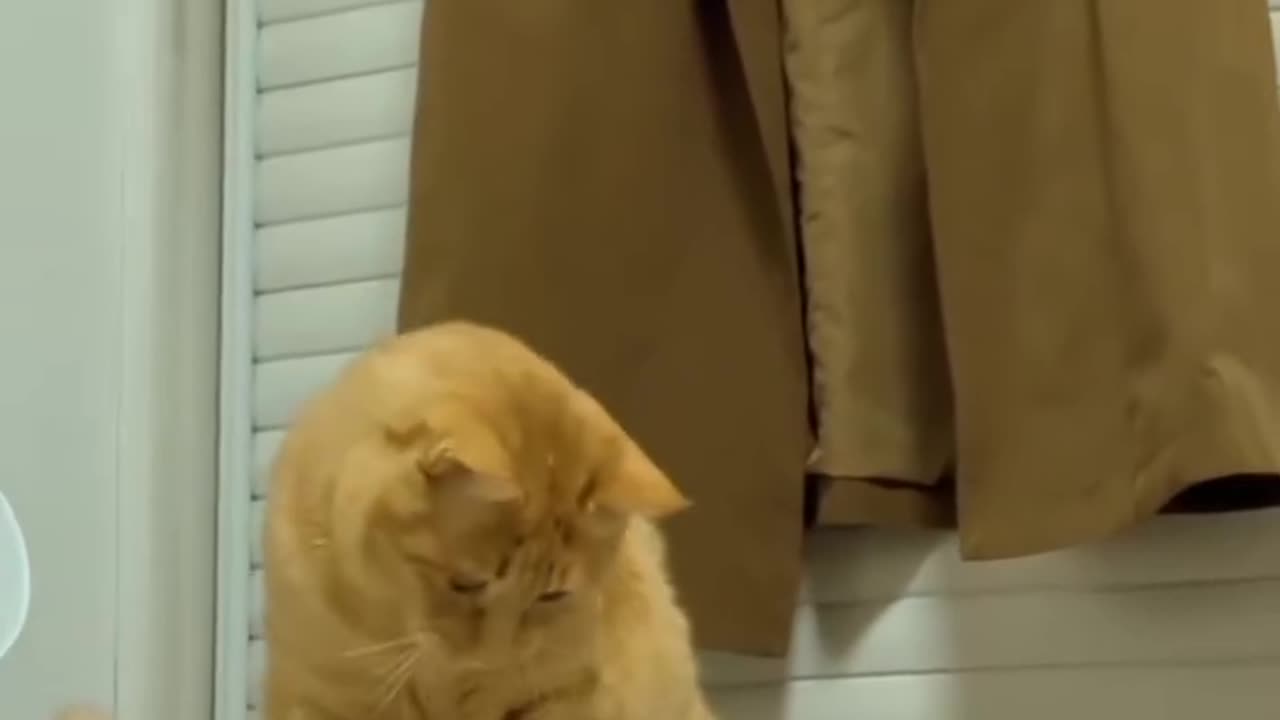 Cats Gone Wild – Smashing Everything in Sight! 😂🐱💥