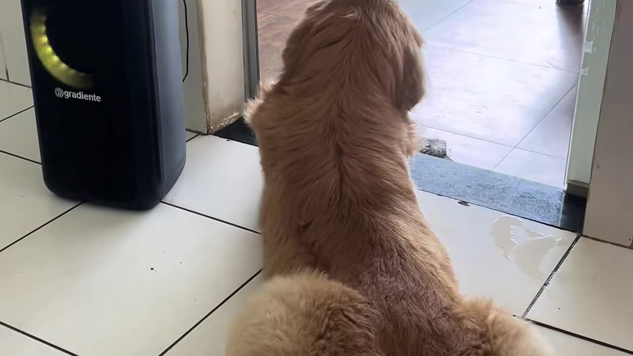 When Your Dog Steals the Spotlight: Gaga Got Nothing on These Moves!