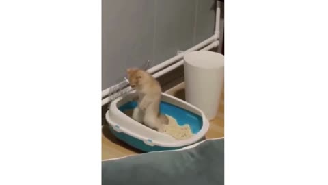 Top Funny Animal Fails