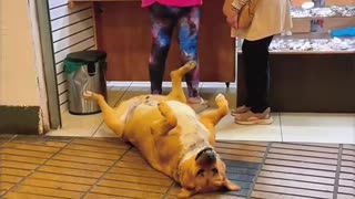 Funny animals