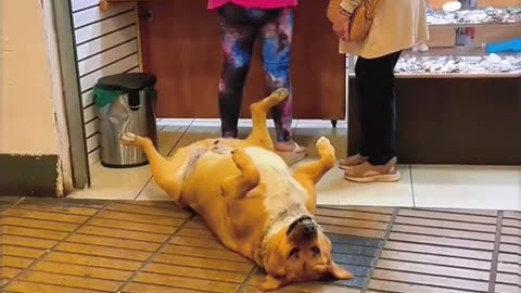Funny animals
