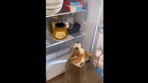 The Cute Animals 🐵🐔🐶🐷 And Funny 🤣😝😜