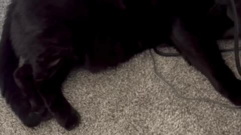 Cute Precious Piper Cleans Her Paw By The White Nightstand - My Adopted Shelter Cat Vlog #shorts