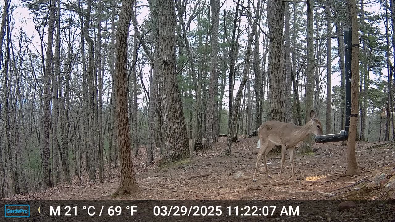 The Woods – 03/29/2025