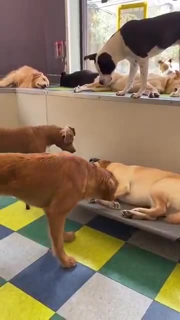 The other dogs are so worried..