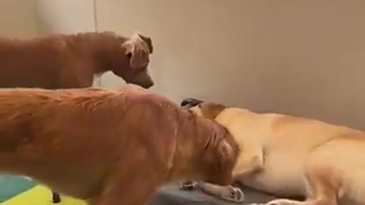 The other dogs are so worried..