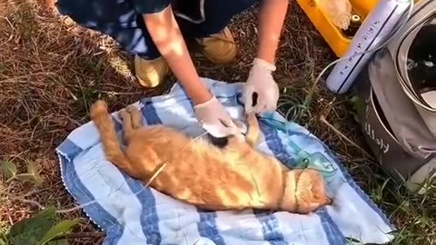 poor cat