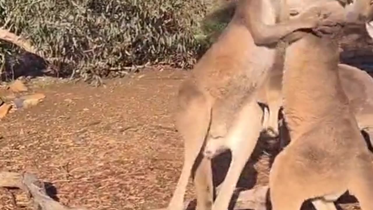 Kangaroo life | only in Australia 🇦🇺