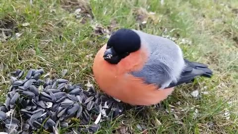Fruit Nut