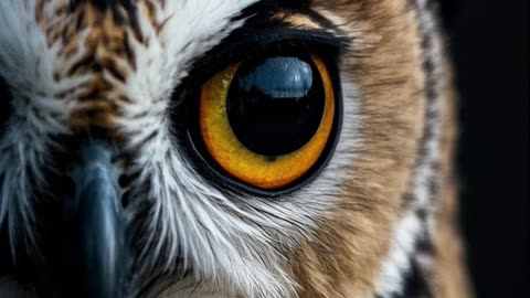 Top 5 Mind-Blowing Facts About Owls!