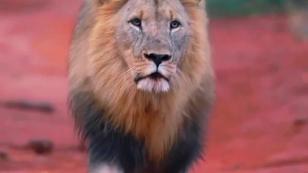 Lonely lion