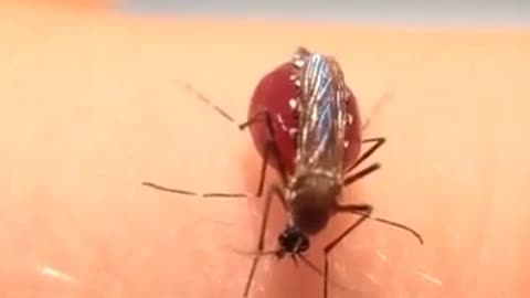 🤯✨ What Happens When a Mosquito Can't Feel Full? Watch It Explode! | FeedMyCuriosity
