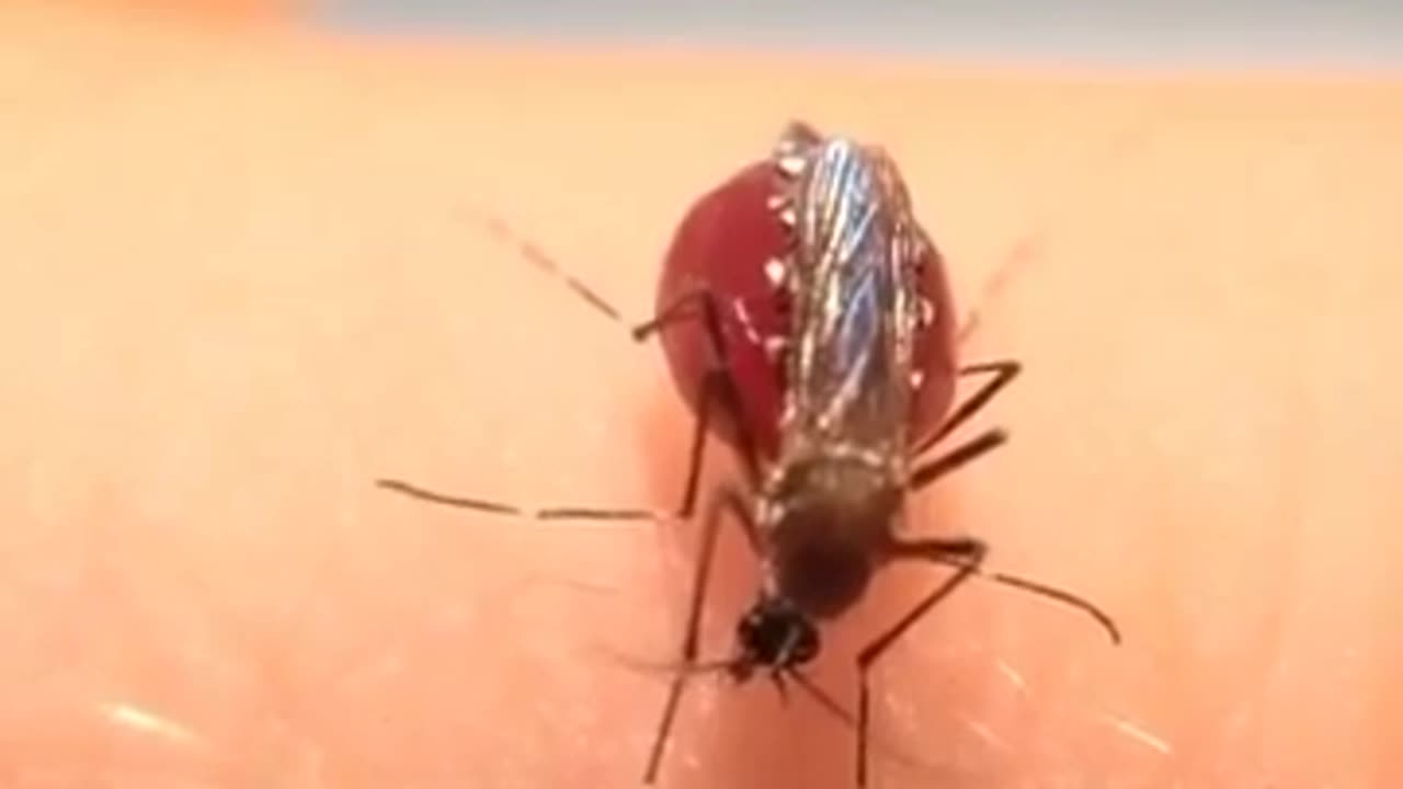 🤯✨ What Happens When a Mosquito Can't Feel Full? Watch It Explode! | FeedMyCuriosity