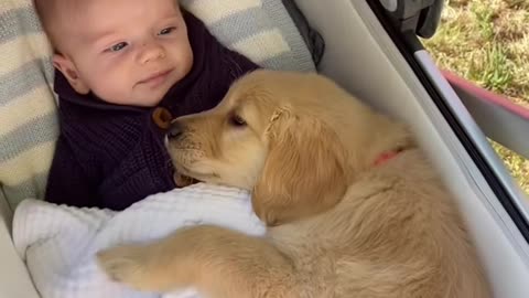 WOW.DOG.BABY.VANY.HAPPY