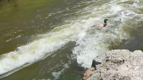 Zooming Mallard