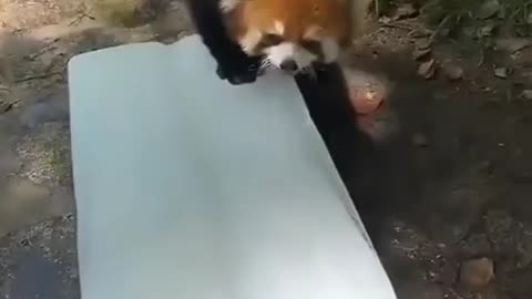 Escaping from the summer heat