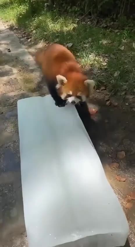 Escaping from the summer heat