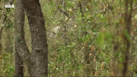 ‎Caribou Herd s Coastal Journey for Survival | Nature s Great Migrations | BBC Earth
