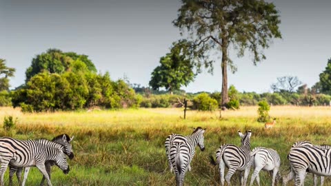 Top 3 Wildlife Safaris in Zimbabwe