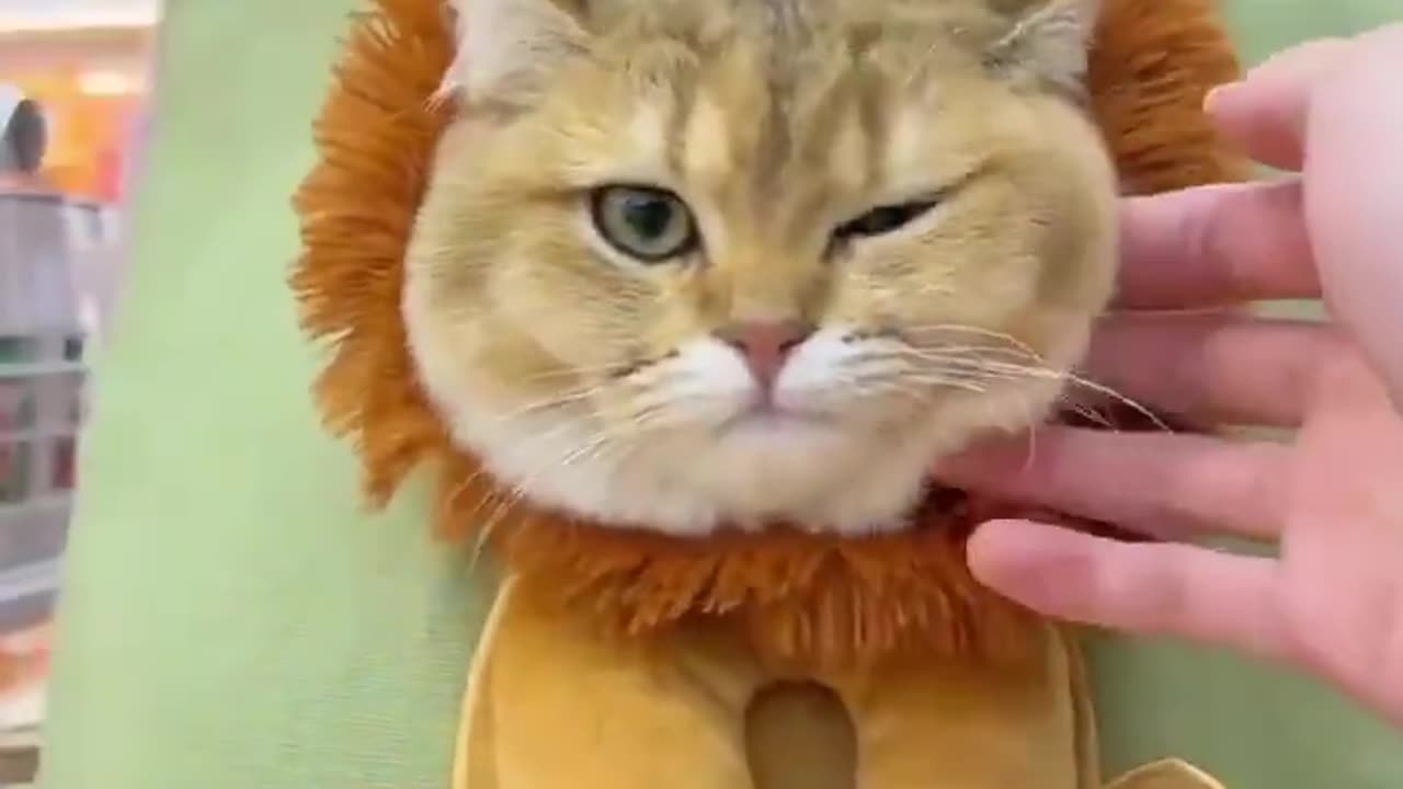 Bold of her to pet that lion 🦁