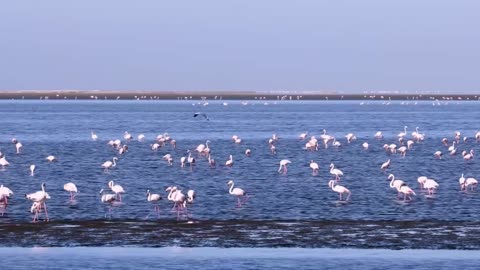 Quiet Brilliance: Light Classical Mix