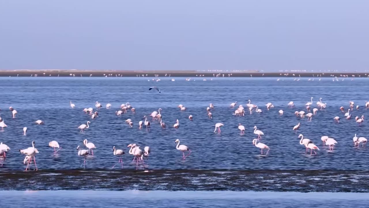 Quiet Brilliance: Light Classical Mix