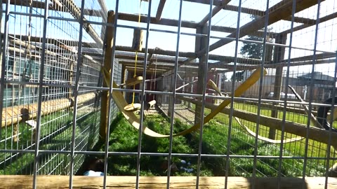 Hilarity ensues for the Wendi bnkywuv primate creature after Minnie steals dads glasses!