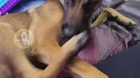 Dog like who Kick me !! Dog funny video !! S2studio !!