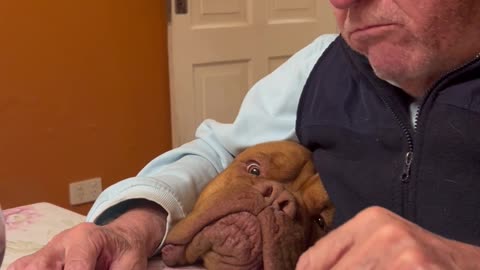 Puppy Eyes Expert