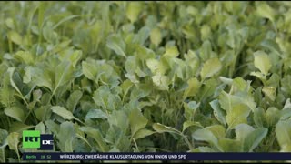RT DE LIVE-TV