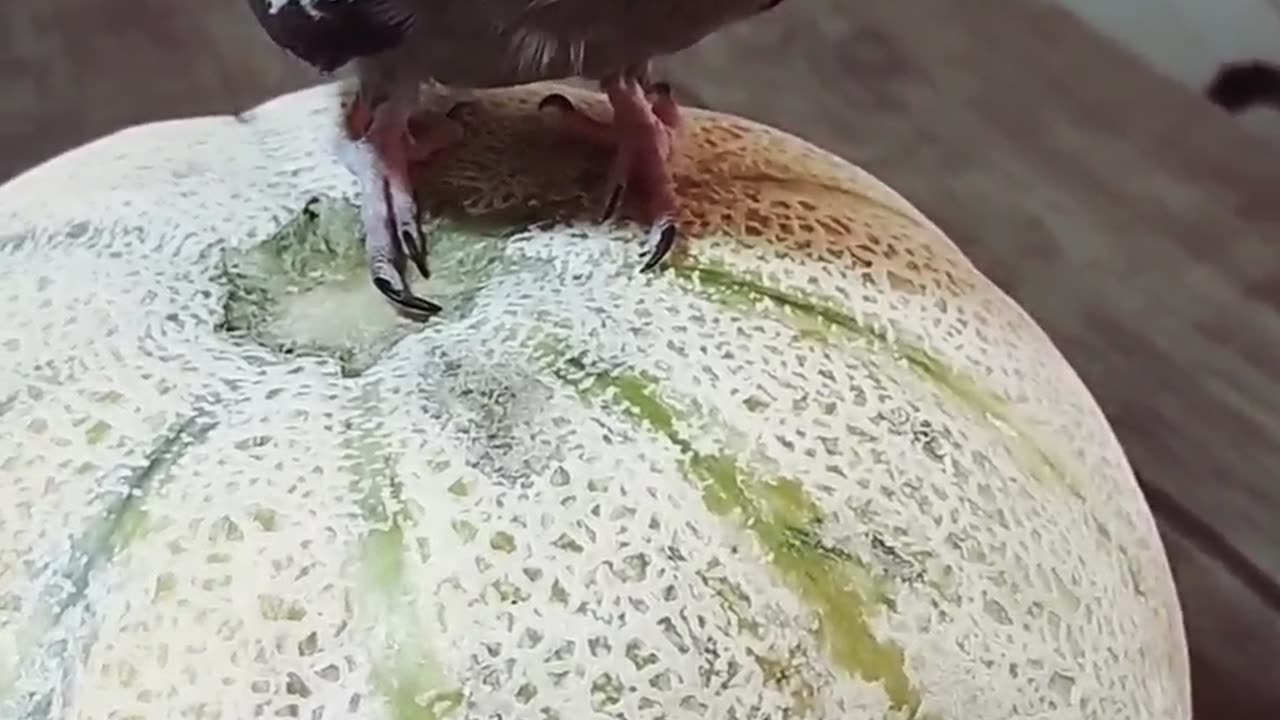 I am very fond of cantaloupe fruit.