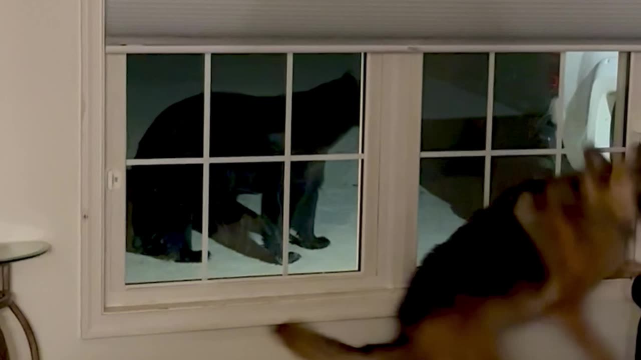Quiet Night at Home Interrupted by Bear at Window