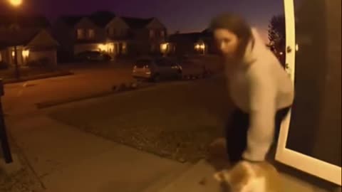 Кот с дробовиком!))