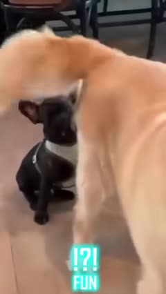 fun-part-13-shorts-funny-dog-memes---funny-dogs-in-hilarious-videos-that-make-you-laugh