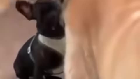 fun-part-13-shorts-funny-dog-memes---funny-dogs-in-hilarious-videos-that-make-you-laugh