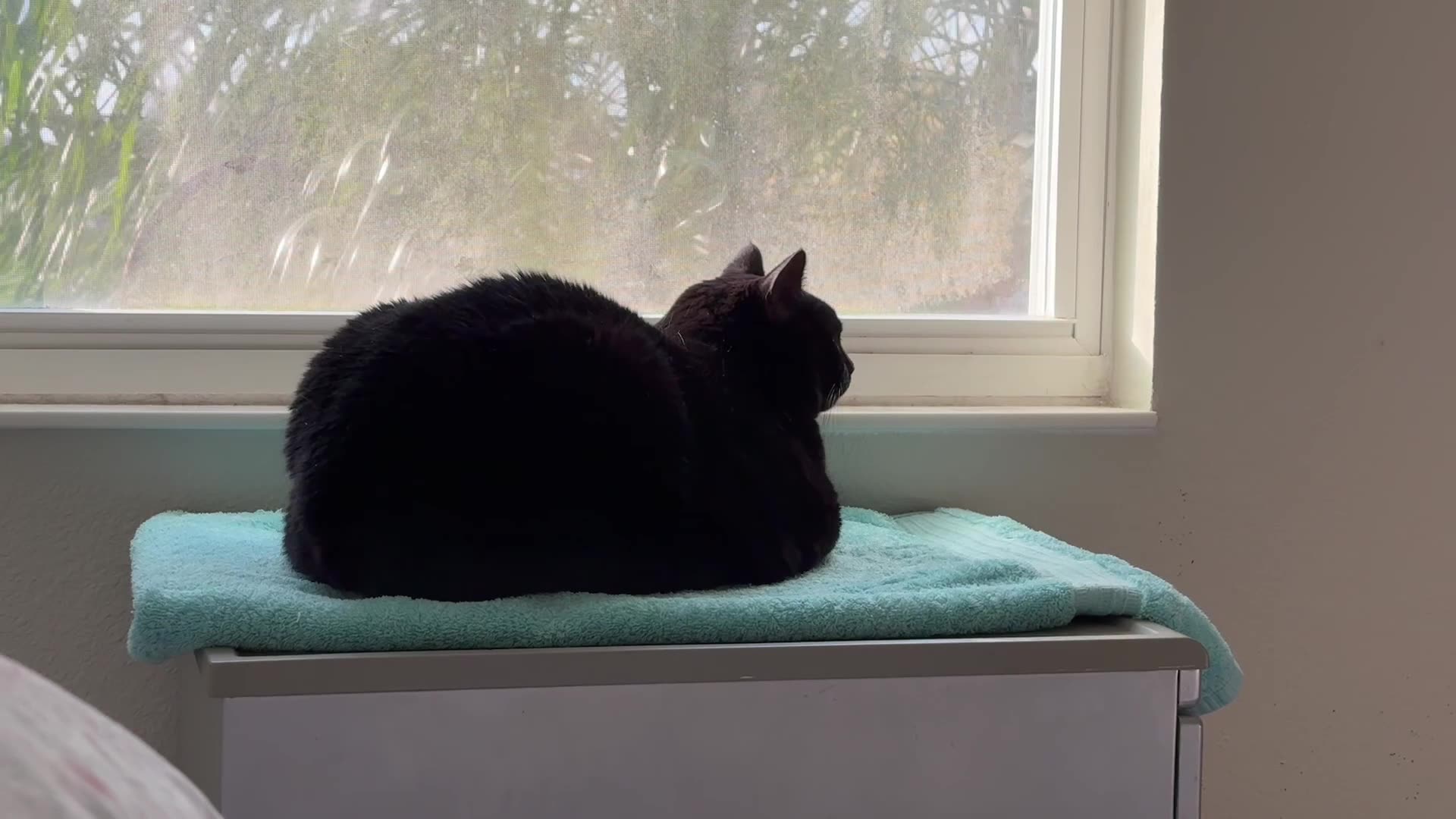 Cute Precious Piper is Meditating in Her Spa - My Adopted Shelter Cat Vlog