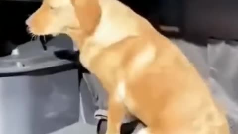 Funny & Cute Animal Video