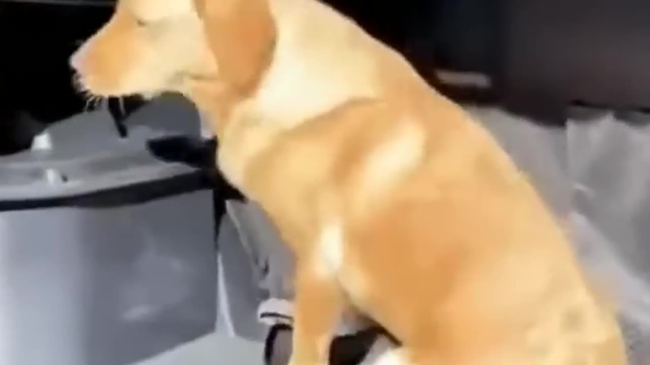 Funny & Cute Animal Video