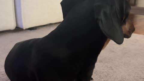 Dachshund Has the Most Gentle Please Continue Button