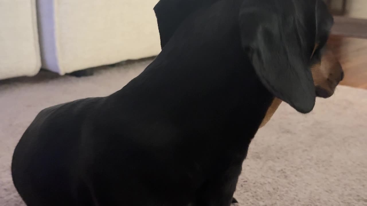 Dachshund Has the Most Gentle Please Continue Button