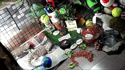 🔴LiveStream2025🔴05-01🍁🐉 Bearded🐲Dragons Day 32🔴 🍏Healthy4Life🐉 Mascots 🍎🐲 Meet Kobe & Health🐉 Day In The Life Of Bearded Dragons🐲🐉⭕Live🦎Streaming🔴