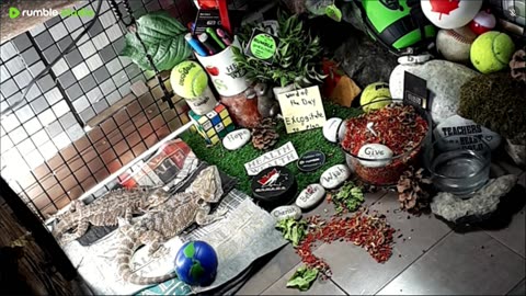 🔴LiveStream2025🔴05-01🍁🐉 Bearded🐲Dragons Day 32🔴 🍏Healthy4Life🐉 Mascots 🍎🐲 Meet Kobe & Health🐉 Day In The Life Of Bearded Dragons🐲🐉⭕Live🦎Streaming🔴