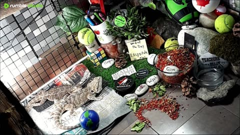 🔴LiveStream2025🔴05-01🍁🐉 Bearded🐲Dragons Day 32🔴 🍏Healthy4Life🐉 Mascots 🍎🐲 Meet Kobe & Health🐉 Day In The Life Of Bearded Dragons🐲🐉⭕Live🦎Streaming🔴