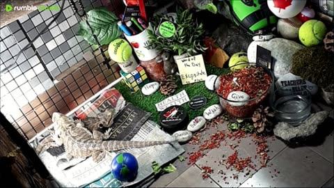 🔴LiveStream2025🔴05-01🍁🐉 Bearded🐲Dragons Day 32🔴 🍏Healthy4Life🐉 Mascots 🍎🐲 Meet Kobe & Health🐉 Day In The Life Of Bearded Dragons🐲🐉⭕Live🦎Streaming🔴